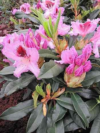 Rhododendron Hybride Kabarett ® - Großblumige Alpenrose Kabarett ® - 30-40