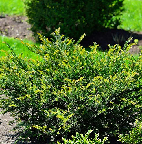 Eibe Renkes Kleiner Grüner® 25-30cm - Taxus baccata