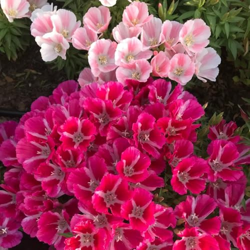 semi di azalea estiva resistenti all'esterno azalea estiva resistenti selvatici da balcone primaverile, selvatici ornamentali 350pcs