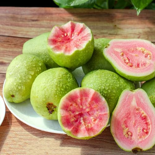 semi di guava - decorative biologici perenni resistenti da fresco esotiche 100pcs