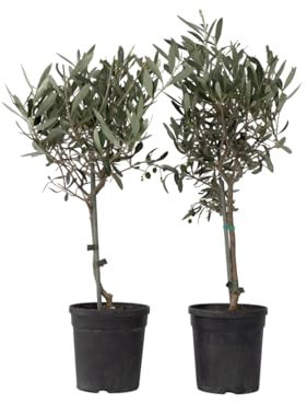 Plant in a Box - Olea Europaea - Olivier - exterieur - Set de 2 - Pot 14cm - Hauteur 50-60cm