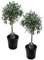 Plant in a Box - Olea Europaea - Olivier - exterieur - Set de 2 - Pot 14cm - Hauteur 50-60cm