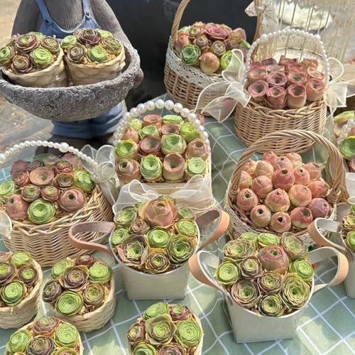 Semillas de suculentas, sala de estar, decoración, exótica, regalo para balcón, 85pcs