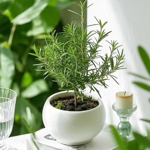 semi di rosmarino biologici - esterno resistenti perenni giardino balconi esotiche 500pcs