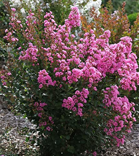 3 piante di Lagerstroemia indica rosa Rosea a cespuglio in vaso ø17 cm Vivaio di Castelletto