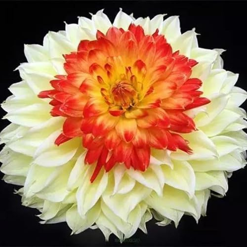 Dahlia Bulbs for Planting,Dahlia Tubers UK,Flowering Rhizome,Dahlia Bulbs Mix,Excellent Display Indoor Perennial Balcony Garden Bulbs-2bulbs-G