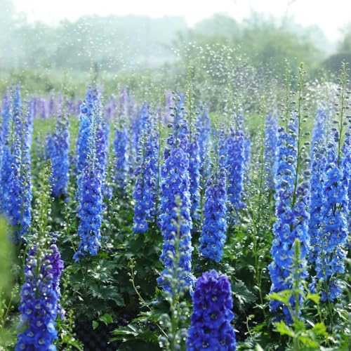 Semi di delphinium - di semi varietà antiche, rare esotico autunnali resistenti serre balcone resistenti, estivi biologica 900pcs