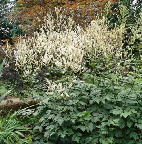 Actaea erythrocarpa 9x9 cm Topf – Winterhart, Mehrjährig, Pflegeleicht – Rote Silberkerze – Staude für Schattenbeet & Waldgarten