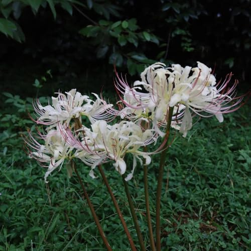 Bulbos de lirio araña - Lycoris radiata - resistentes para exteriores, jardín interior balcón 5pcs