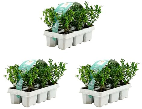 Bloomique - Lot de 18 - Ilex crenata Jenny - Houx japonais - Feuillage Persistant - Rustique - Compact - Hauteur 10-20 cm - Motte 6 cm