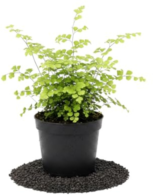 Helecho Culantrillo Adiantum Raddianum Fragrans DECOALIVE - Maceta 14 cm, Altura 35 cm, Planta Viva Decorativa
