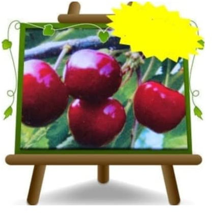 EURO PLANTS VIVAI Ciliegio Dolce Durone Nero di Vignola I - Pianta da Frutto Altezza 180~200 cm Età 4 Anni Vaso 24/26 cm