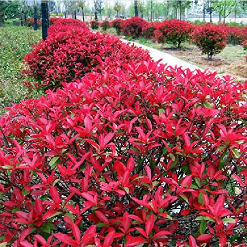 Molto Popolare Naturale Photinia Fraseri Seeds 50 pezzi, Semi famiglia delle Rosacee Fraser Photinia Albero, Semi Piano Ornamentali Red Robin