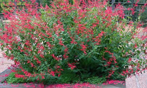 Sage Pineapple herb Plant Cerise Flowers Aromatic Loved by Bees 9cm Pot