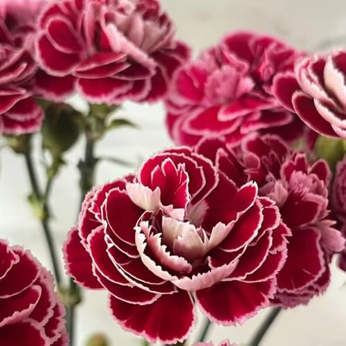 semi di chiodo giardino decorativi interni semi di chiodo perenne resistenti per il giardino resistenti 450pcs