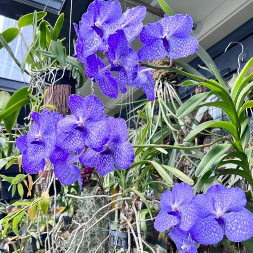 orchidea Vanda da appartamento che purificano l'aria di semi di sempreverdi da ufficio insoliti rampicanti, giardino roccioso semi 650semi