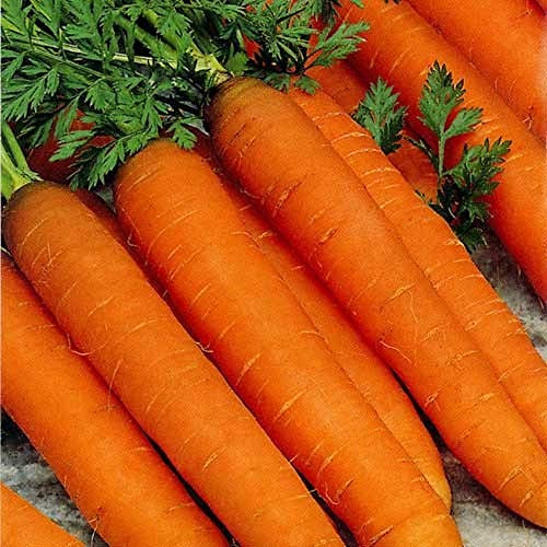 PREMIER SEEDS DIRECT - Resistafly F1 Carrot Seeds, Approx 1300 Seeds