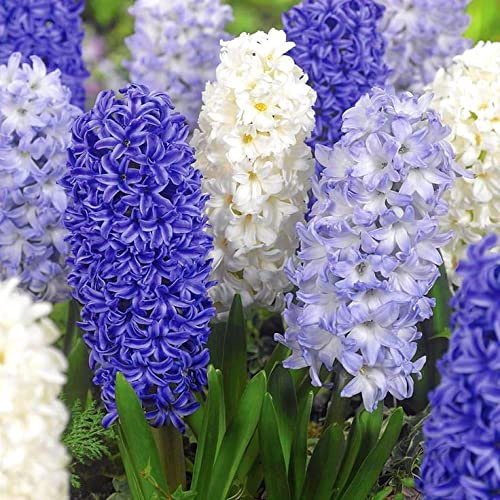 25 X Giacinti Misti e Profumati - Hyacinthus Orientalis Mix - Bulbi Di Alta Qualità (25)