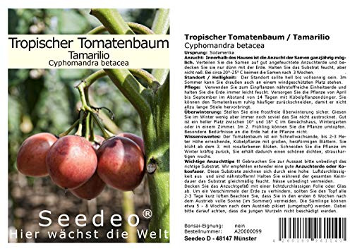 Seedeo Tropischer Tomatenbaum/Tamarillo (Cyphomandra betacea) 40 Samen