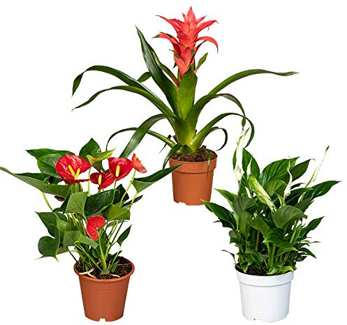 Florado - Juego de plantas de interior (flores rojas y rosas, plantas auténticas, una hoja, flamencos rojos, bromelia rosa)