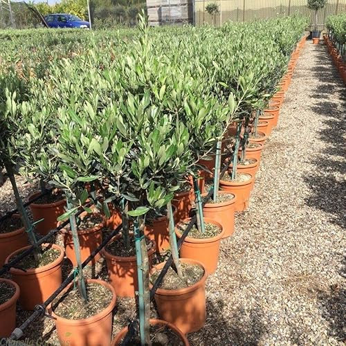 Olive Tree Half Standard 90/100cm Tall | Olea Europa | Hardy Olive Tree