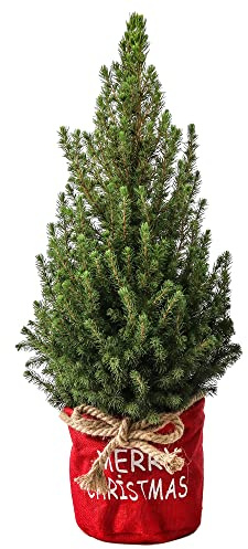 Zuckerhutfichte Picea Conica Echter Weihnachtsbaum Getopft Frische Kleine Weihnachtspflanze im Beutel