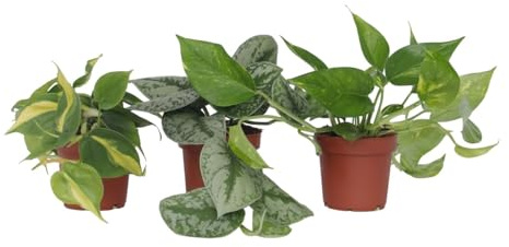 Plant in a Box - Efeutute - 3er Mix - Philodendron, Epipremnum - Höhe 25–40cm - Topf 12cm - Zimmerpflanzen - Grün