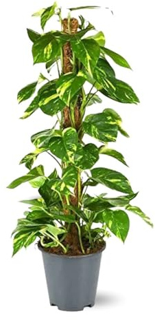 Attitude Jardin - Pothos avec tuteur - epipremnum aureum - 100-110 cm - ⌀ 21 cm - plante d'intérieur