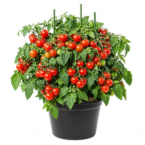 graines de tomate cerise Tiny Tim variété naine compacte pour balcon pot fenetre semences sucrées productives minimum 25 graines Love My Nature