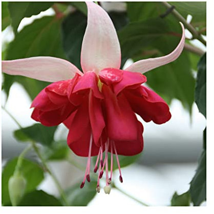6 Trailing Fuchsia Seventh Heaven Perennial Plant. Flowers All Summer Flowers All Summer Great Hanging Basket Plants*Stunning Fuchsias Amazing Value.