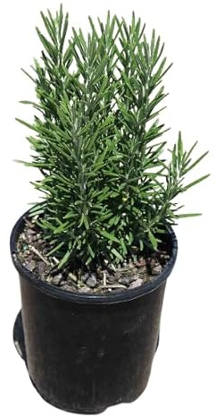 Hierba del Romero - Planta Natural - Hierba para Cocinar - Muy Aromática