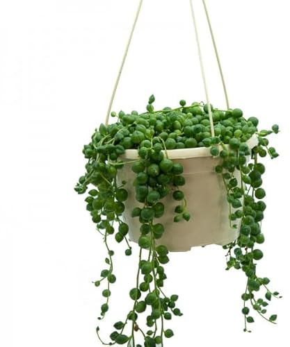 Planta Rosario Colgante Natural Senecio Rowleyanus Perfecta para Decorar el Hogar
