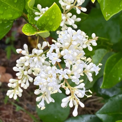 liguster - stauden winterhart seltene indoor garden seltene 350samen