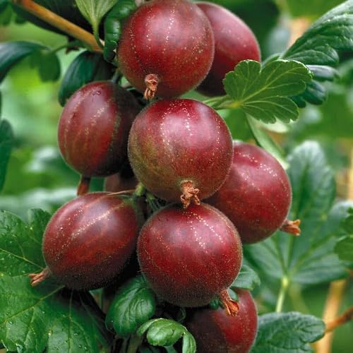 50 semi di uva spina rossa