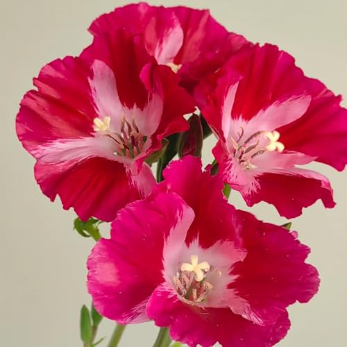 Semi di azalea estiva, decorazione del soggiorno da giardino roccioso resistenti vecchie varietà di semi rare da esterno resistenti 450pcs