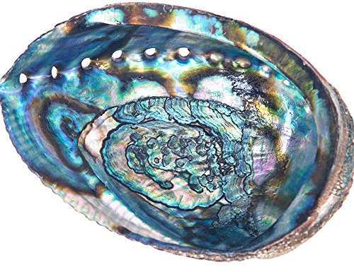 Encens Garden Encens en Coquille d'ormeau sélectionnée à la Main 12,7 cm ou Plus