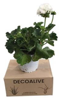 DECOALIVE Geranio Blanco – Planta Natural de Exterior – Fácil Cuidado y Floración Prolongada