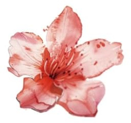 Temporary Tattoos For Adult 2 Pcs Of Cherry Blossom Chinese Style Ink Face Stickers Flowers Wrist Color Waterproof Female Long-Lasting Clavicle Small Picture Large Picture Stickers Fake Tattoos