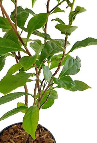Árbol del Té La Planta que Aporta un Toque Natural y Aromático a su Exterior