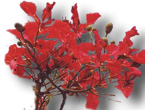 Flammbaum Flamboyant Delonix regia Samen