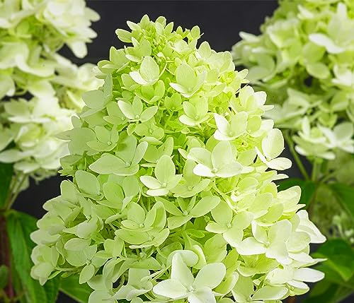 Dehner Rispen-Hortensie Limelight®, weiße Blüten, ca. 40-50 cm, 5 l Topf | Hydrangea paniculata, Zierstrauch, große Blütenrispen, lange Blütezeit ab Juli, für sonnige bis halbschattige Standorte