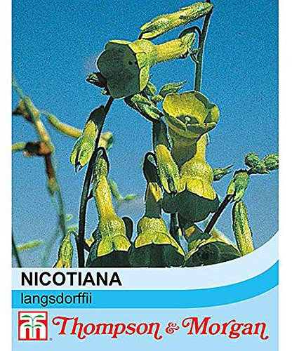 Nicotiana langsdorffii Seeds Tobacco Plant, Langsdorff's Tobacco Half-Hardy Annual Summer Flowering Garden Plants Easy to Grow Your Own 1 Packet 500 Nicotiana Seeds by Thompson and Morgan