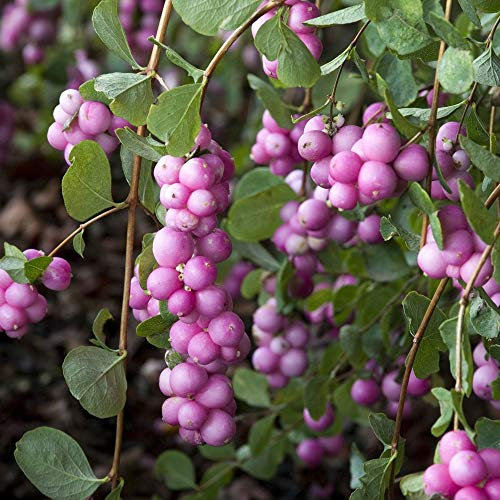 Symphoricarpos Magical Candy Snowberry Upright Deciduous Flowering Berry Shrub (20-30cm (Incl. Pot))