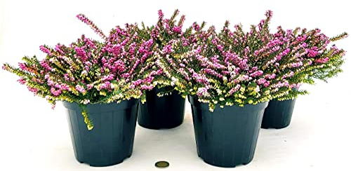 POWERS TO FLOWERS - ERICA CARNEA DARLEYENSIS ROSSA, 4 PIANTE, VASO 12CM DIAMETRO, piante vere