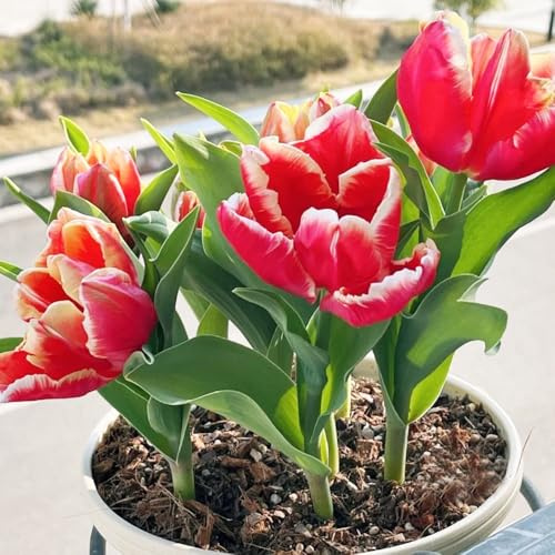 TulpenzwiebelnWinterhartMehrjährig,garten,Farbenprächtige balkonpflanzen,Pflanzenfür draußen topf,gartenpflanzen,dekoration 8pcs
