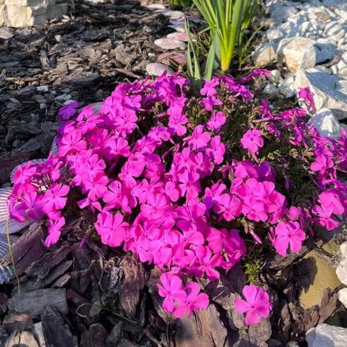 semillas de flox rastrero - balcon perennes resistentes 1000pcs