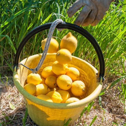 semillas de limonero exóticas resistentes de limonero raras, interior, del zapote, resistentes 85pcs
