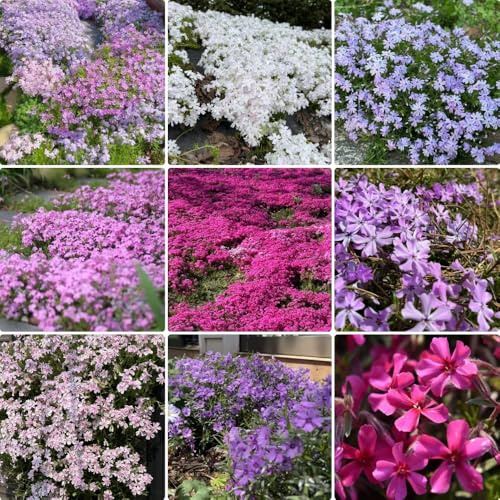 Semi di Phlox da tappeto - perenni resistenti Phlox subulata - giardino perenni resistenti per il giardino esotici 300pcs