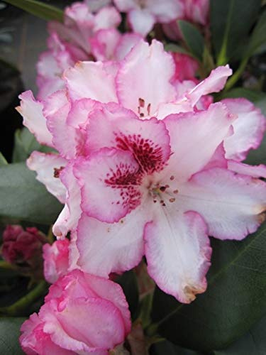 Rhododendron Hybride Hachmanns Charmant ® - Großblumige Alpenrose 40-50 cm
