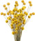 HUAESIN 30 Stems Craspedia Dried Flower Natural Bouquet Craspedia Flowers Dried Yellow Billy Button Balls Plant for Wedding Home Table Vase Floral Flower Arrangement